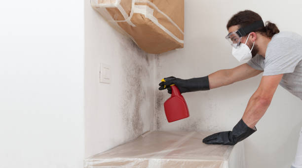 Professional Black Mold Removal technician working in Malverne, NY