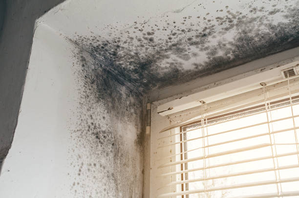 Affordable Black Mold Removal solutions in Malverne, NY